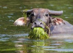 吃瓜娱乐酱黄牛,揭秘娱乐圈幕后黑手